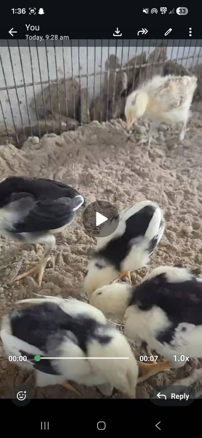 Shamoo chicks available