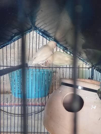 Albino Red eyes breeder pair Healthy and active