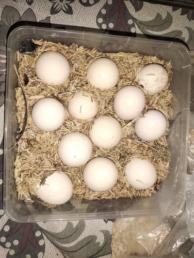 thai burmi pakoya| Thai  egg