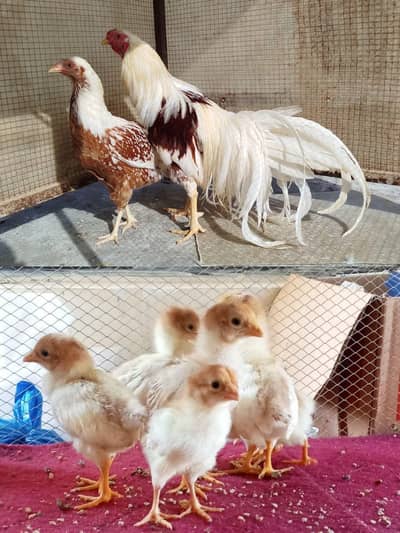 Yokohama, Playmouth Rock, RIR Heritage and Light Sussex