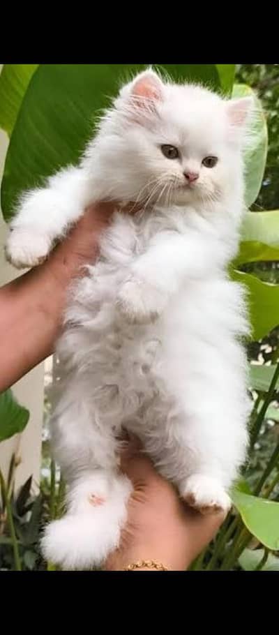 Top Quality PERSIAN Kittens Available