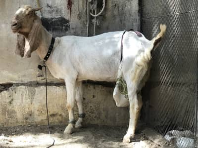 patari bakri
