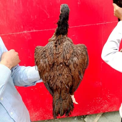 mianwali murgi , madi , White ankh , white noke , ful churus nali