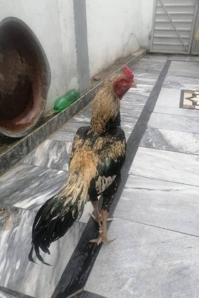 Aseel pair for sale female Andy de Rahe ha