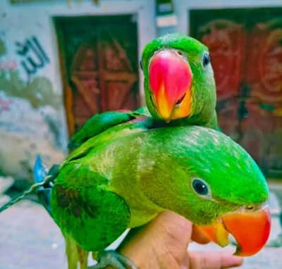 Kashmiri Pahari Baby Chick's For Sale