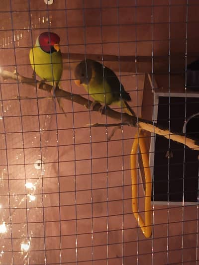 Beautiful plumb Head green pair  0301-6117841 call me or watsapp