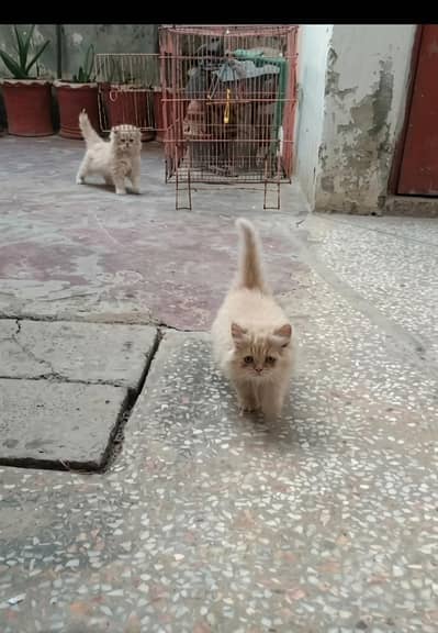 kitten for sell chek description