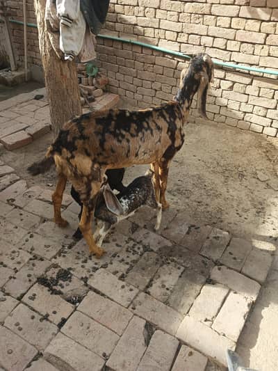 Female goat with 2 babies