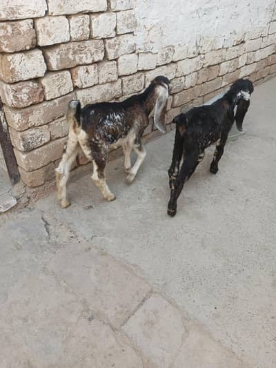 Female goat ( Bakri )with 2 babies