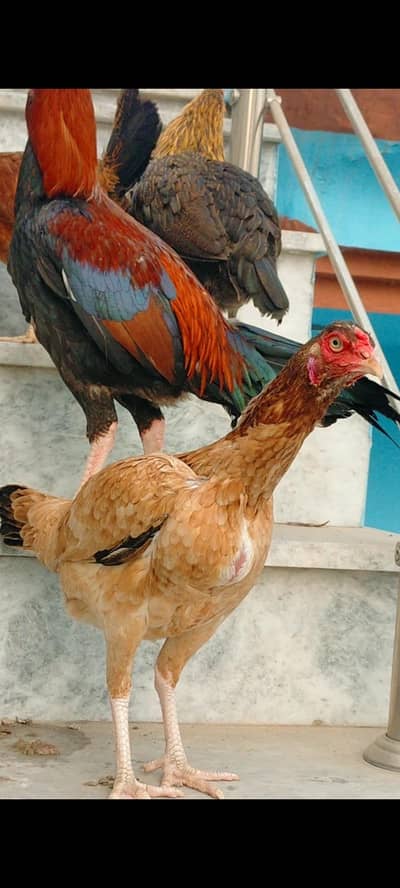 breeder mian wali aseel