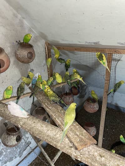 Love birds with a unique colours in a pair as well .