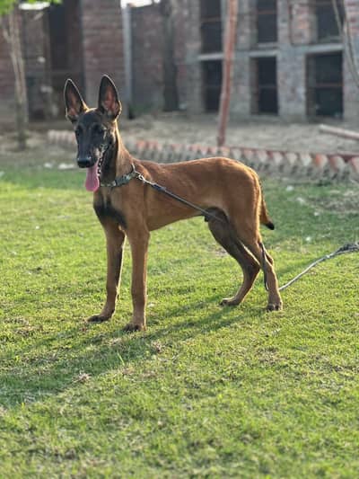 Belgian malinoi