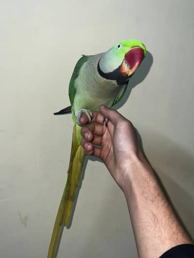 Raw Parrot