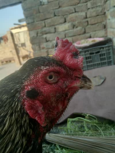 Meyanwali bredar for sale 03139236634