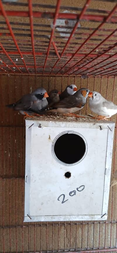 BLACK BF BB OB. EXHIBITION FINCHES 7 PIECES FOR SALE
