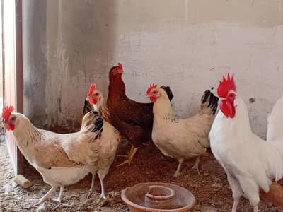 Golden Misri Egg laying Hens