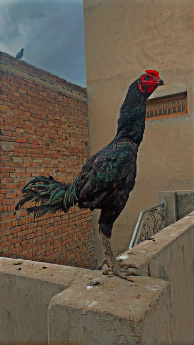 Aseel Thai| Pure Aseel murga| Thai Aseel murga