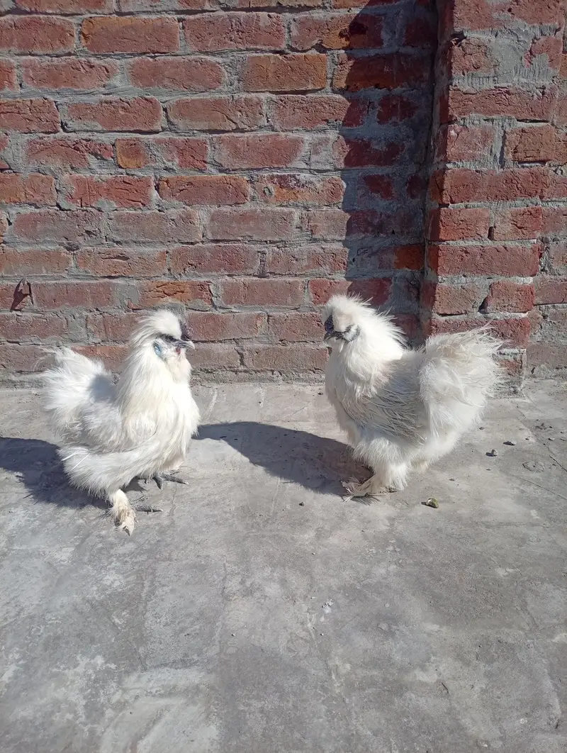 Silkie Chicks Available — photo 4