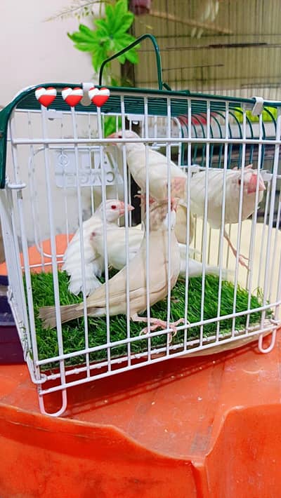 Fawn Java female ready to breed 4 albino Java patty