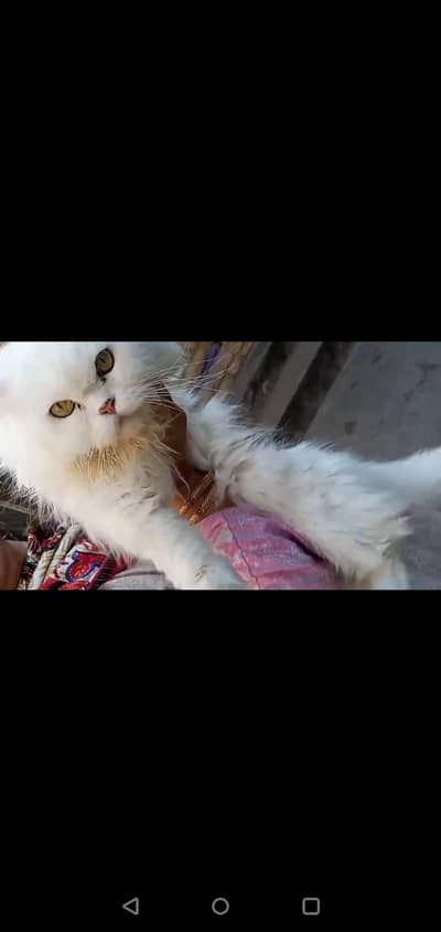 urgent Persian cat for sale