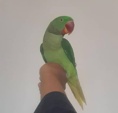 Rew parrot male hand tame