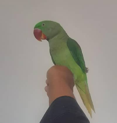 Rew male hand tame with New Cage
