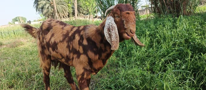 baridar sheira parint