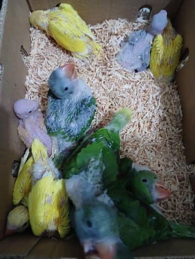 Raw parrots