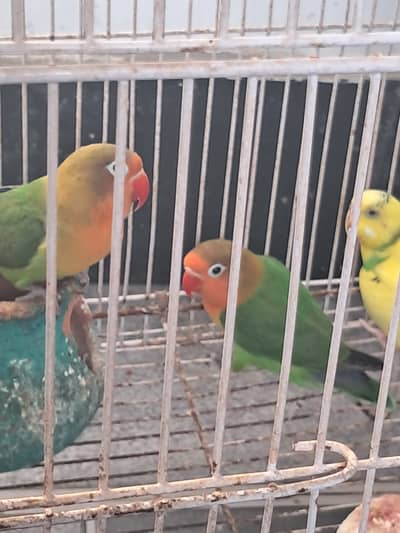 I m selling 2 love birds briders 1 Australian female nd 1 small cage