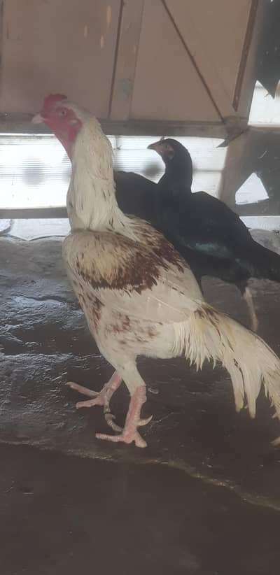 aseel pure murga oe murgi