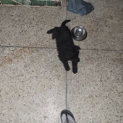 Belgium shepherd  For sale