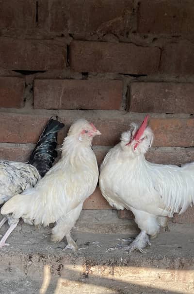 Sultan and silkie lucky kabotar pair bi ha