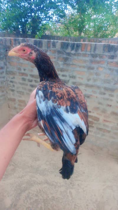 Aseell pathian for sale