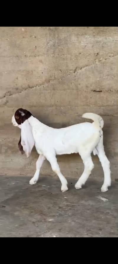 aala nasal ke 2 male bakre