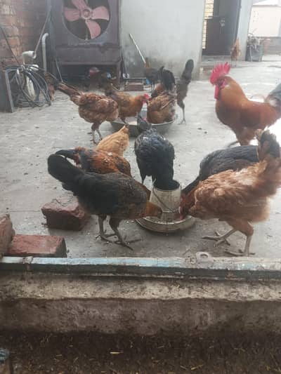 masri murgiann and pathian for the sell.