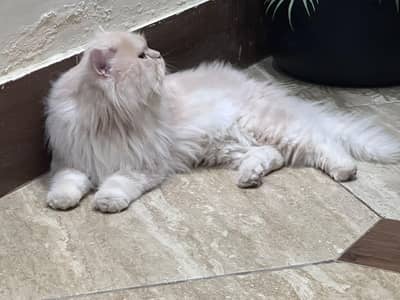 persian cats tripple coats