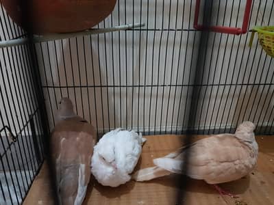 Dove pair with one small dove