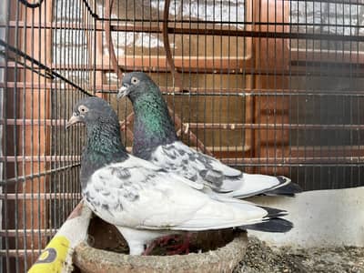 Kuldumba Teddy sailkoti breeder pair