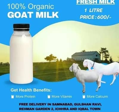 Goats Milk | Milking Goat | Beetal bakri milk | Doodh Goat