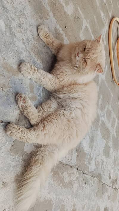 persion Sami Punch face Adult Male