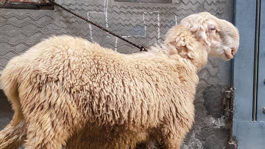 kakka mundra for sale