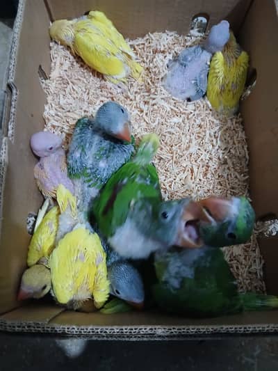 Raw parrots with the age of 2 months