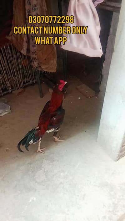 Aseel murga murgi beautiful pair