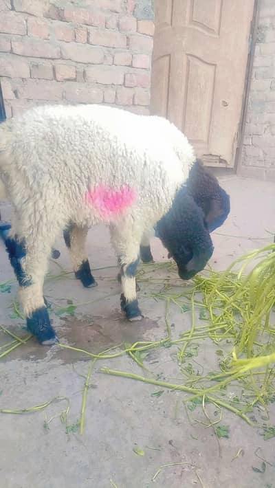 Mundra males full active and healthy