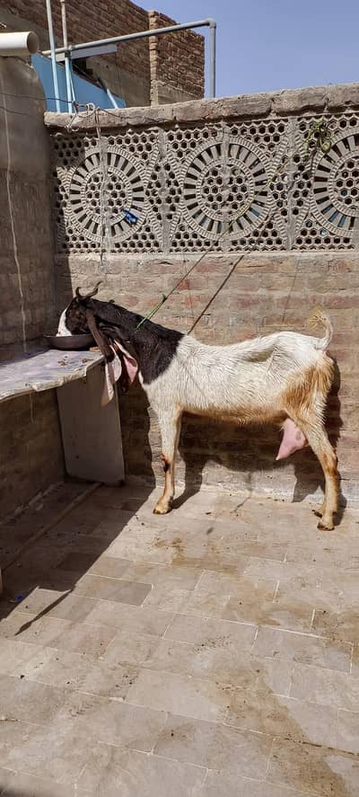 pateri ablak kamori 3 bachon wali