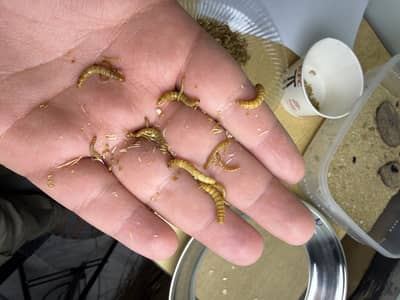 USA breed healthy mealworms