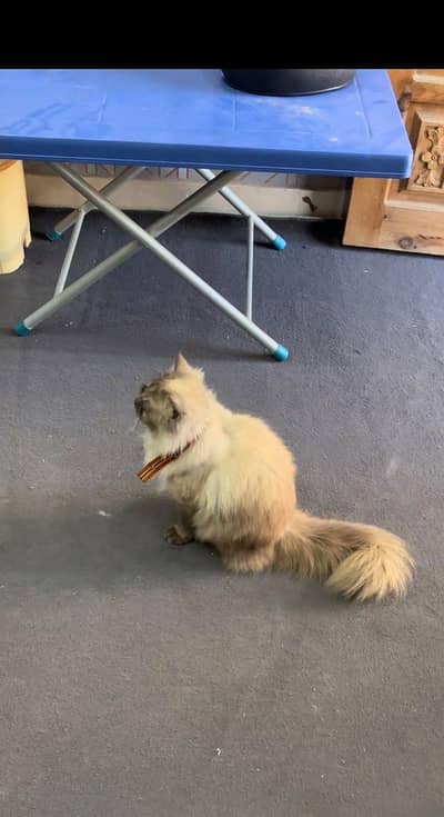 black brown triple coat cat