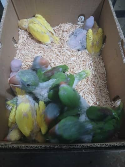 Raw parrot urgent sale