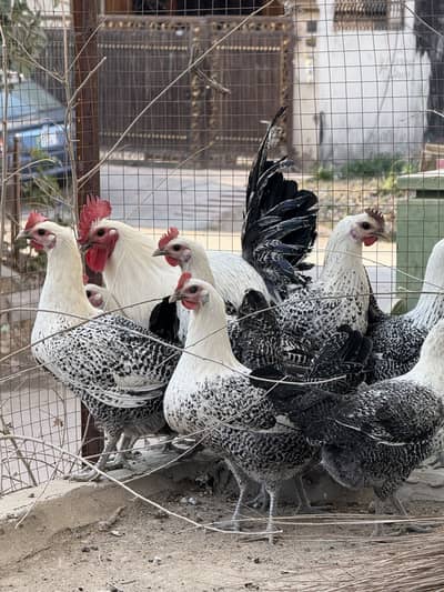 Egyptian Fauymi For Sale