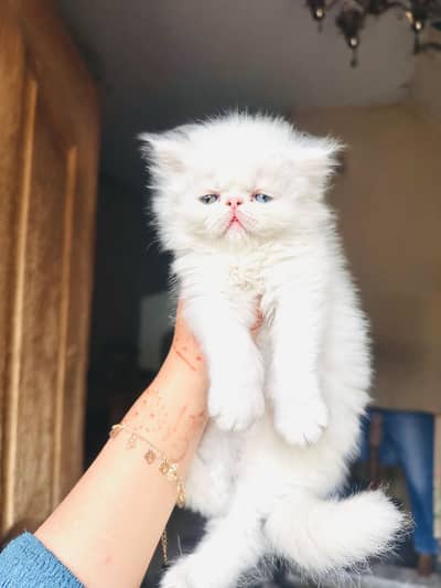 Pure Persian Kittens For Sale